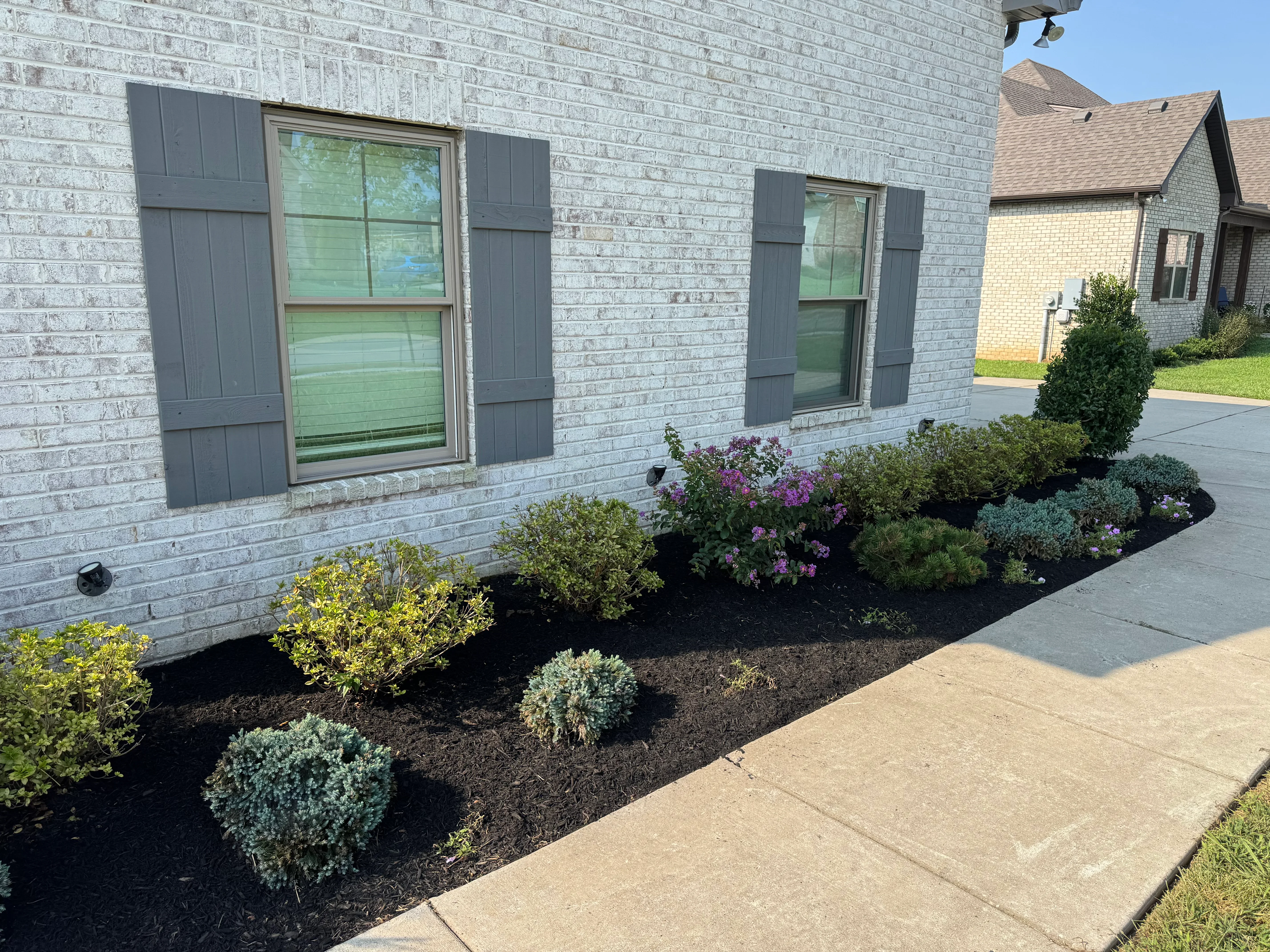 Foundation planting bed with mixed shrubs, purple flowering plants, and dark mulch along brick home facade