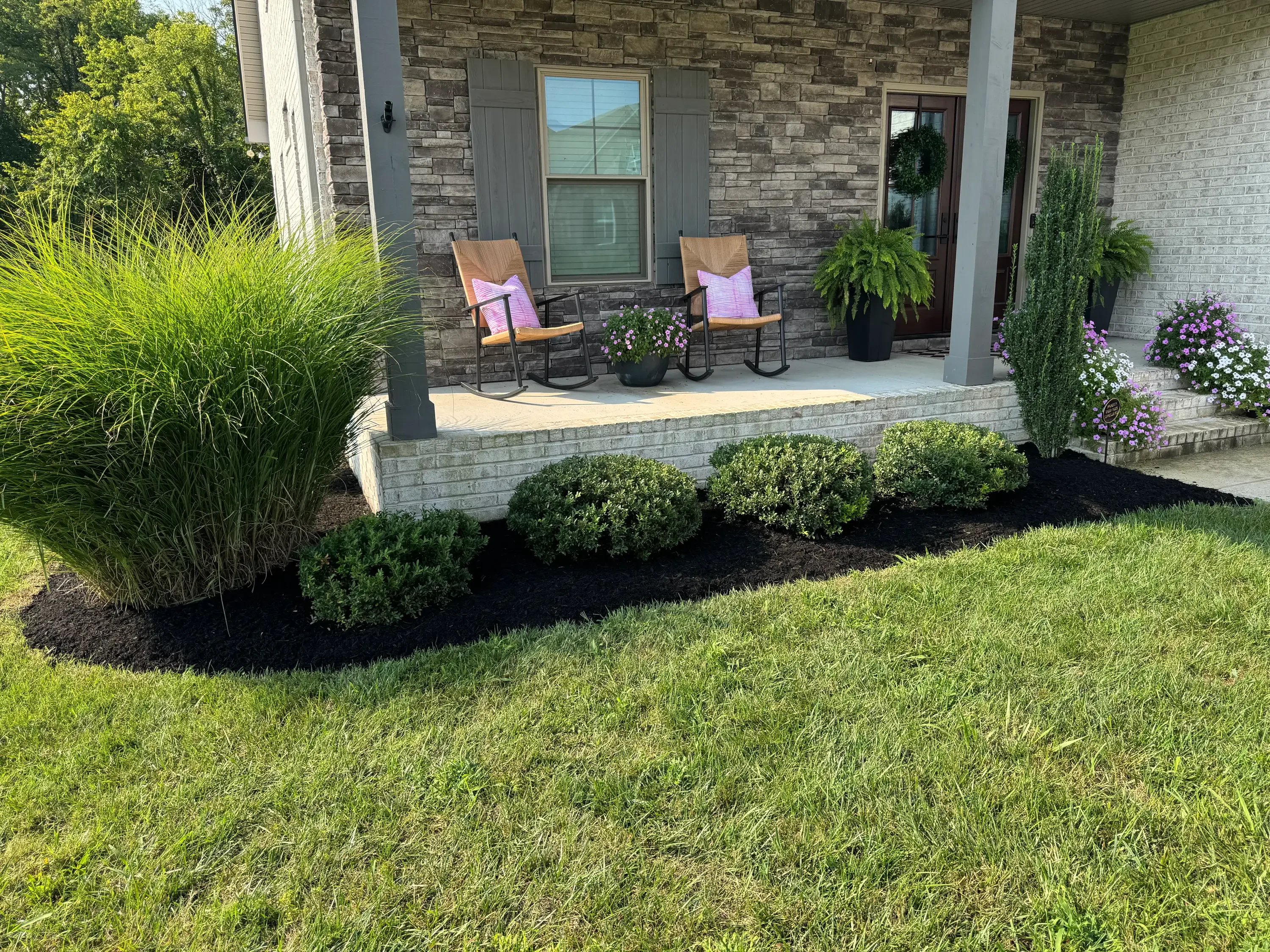 Landscape bed with ornamental grasses, boxwoods, and purple flowers with black mulch edging