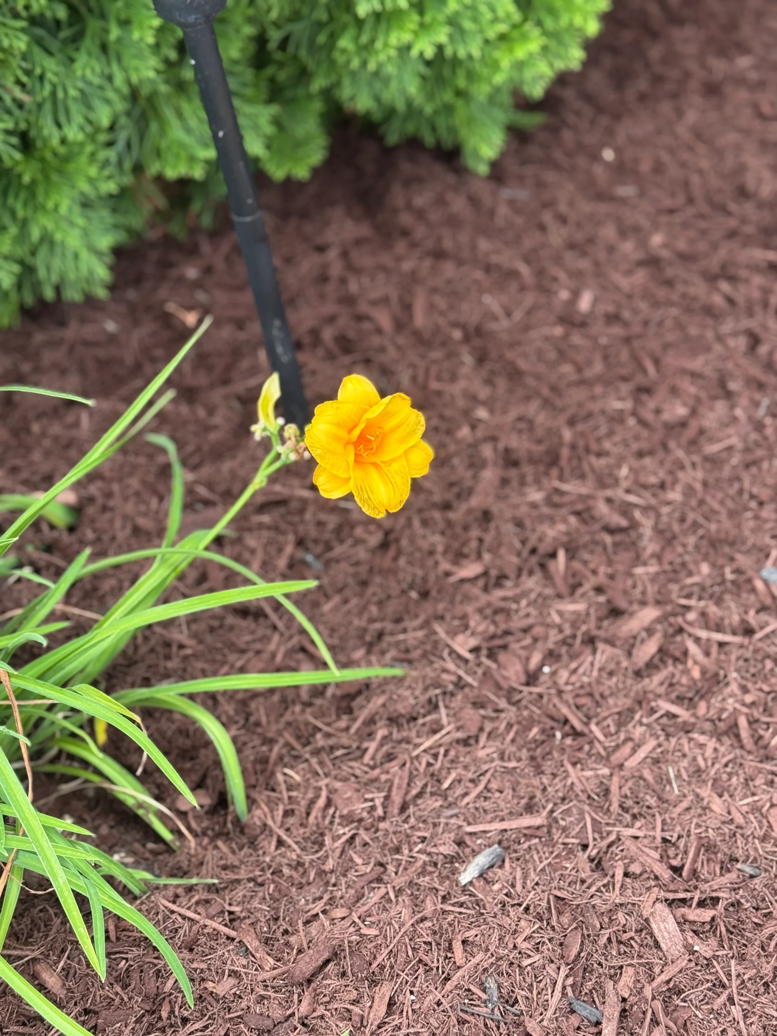 Yellow flowering plant in mulched garden bed with green foliage and landscape edging